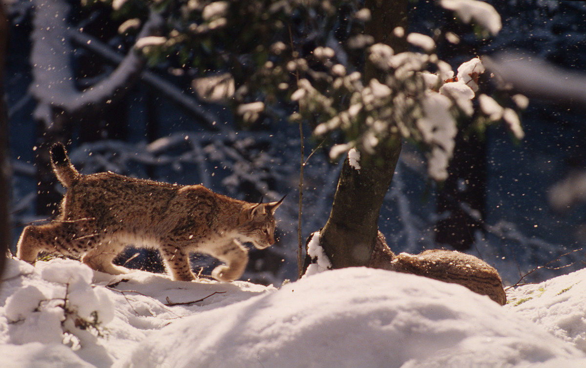 "Привид лісу" з Карпат і Полісся: 10 фактів про рись, які вас здивують